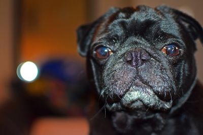 Close-up portrait of dog