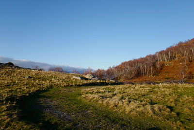 Scenic view of field against clear blue sky