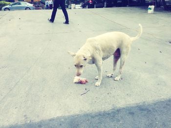 Dog looking at camera