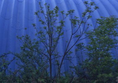 Low angle view of trees against blue sky