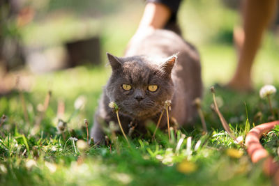 Portrait of a cat on field being pet