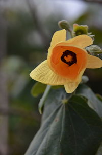 Close-up of yellow flower blooming outdoors