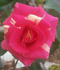 Close-up of pink rose