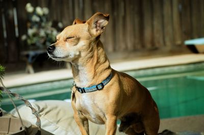 Close-up of dog in water