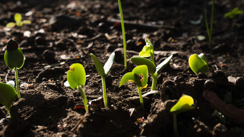 Close-up of plants growing on field