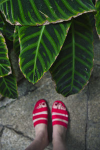 Low section of woman standing on plant