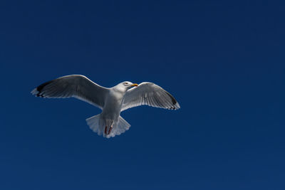 Low angle view of seagull flying