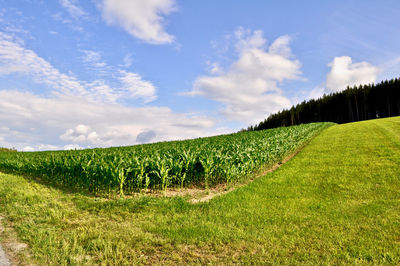 Scenic view of field against sky