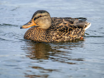 Female of the mallard is swimming. close-up.