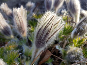 Close-up of dandelion on field