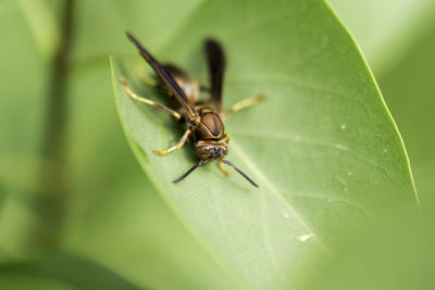 Close-up of insect on leaf