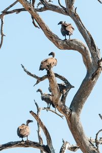 Low angle view of bird perching on tree