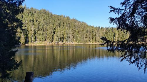 Scenic view of lake in forest against sky