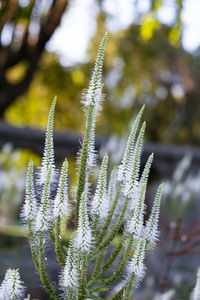 Close-up of flowering plant