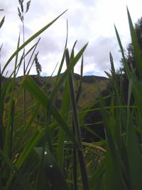 Close-up of agricultural field against sky