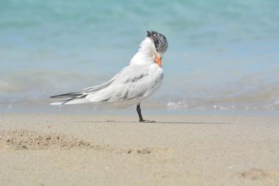 Close-up of royal tern on beach