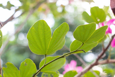 Close-up of green leaves