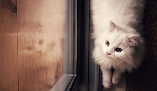 Close-up portrait of a cat seen through window