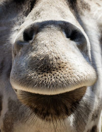 Close-up of a cat