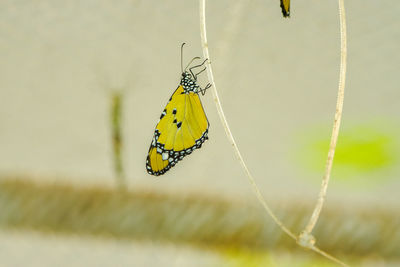 yellow