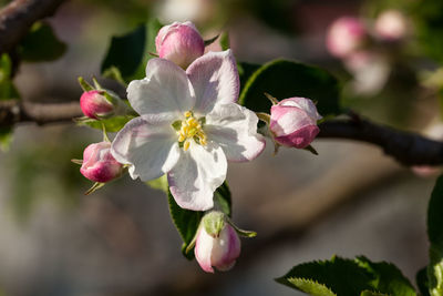 Close-up of pink cherry blossoms