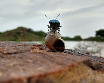 Close-up of insect on wood