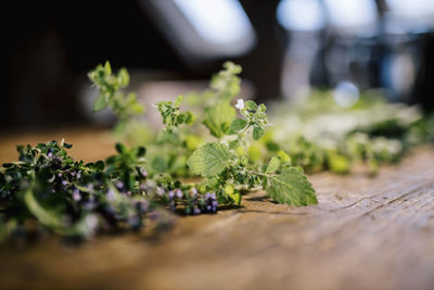 Close-up of fresh green leaves on table