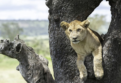 Close-up of a cat on tree trunk