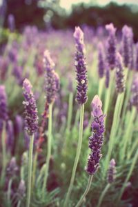 Close-up of lavenders blooming outdoors