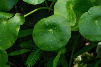 Close-up of water drops on plant