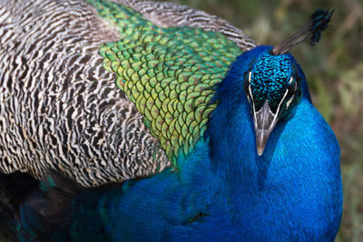 Close-up of peacock