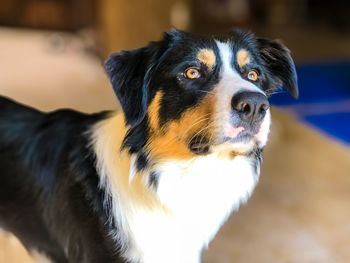 Close-up portrait of black dog