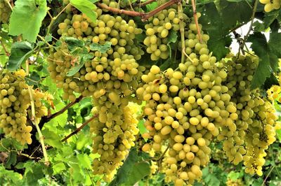 Fruits growing on tree