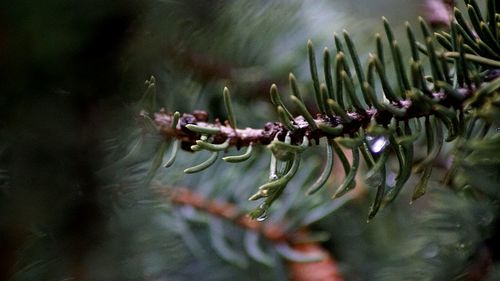 Close-up of caterpillar on water