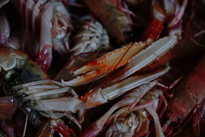 Close-up of fish for sale