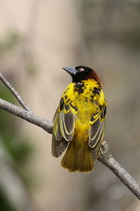 Weaver bird