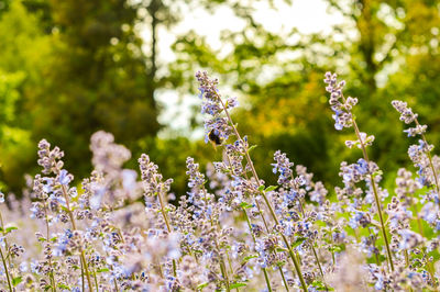 Close-up of purple flowering plants on field