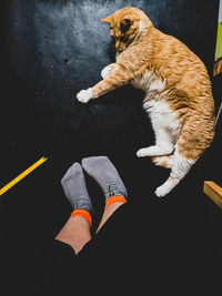 High angle view of cat sitting on floor