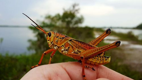 Close-up of hand holding insect