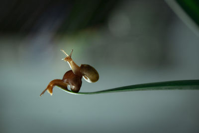 Close-up of snail on plant