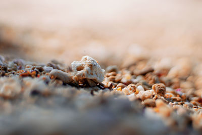 Close-up of stones on sand