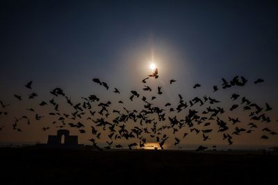 Low angle view of silhouette birds flying against sky during sunset