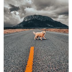 Dog on road against sky with mountain 