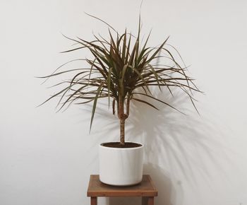 Close-up of potted plant against white background