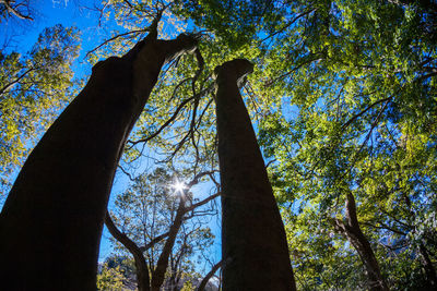 Low angle view of trees against sky