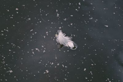 High angle view of feather frozen in ice