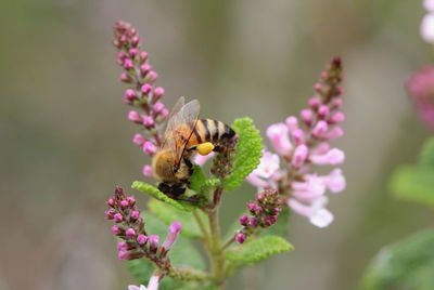 Close-up of bee pollinating on pink flower