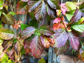 Close-up of leaves on plant