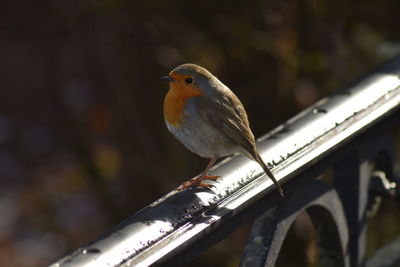 Close-up of bird perching on metal railing