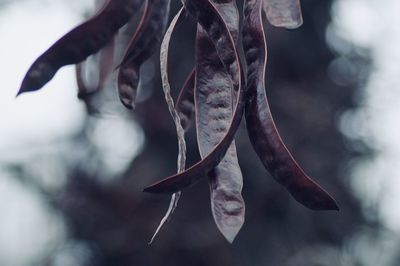 Close-up of plant